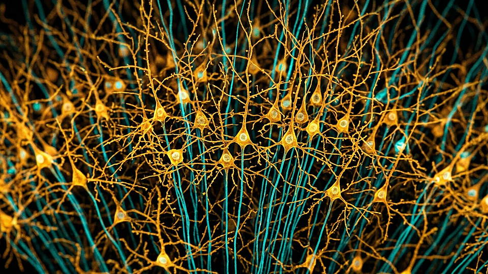 Illustration photoréaliste en lien avec la fiche « Le cerveau humain adulte contient en moyenne 86,1 milliards de neurones. » : Champ de neurones pyramidaux du cortex en fluorescence ambre et turquoise.