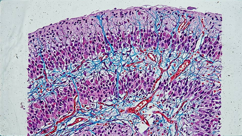 Illustration photoréaliste en lien avec la fiche « Un millimètre cube de cortex humain a nécessité 1,4 pétaoctet de données d'imagerie. » : Coupe histologique de cortex cérébral humain.