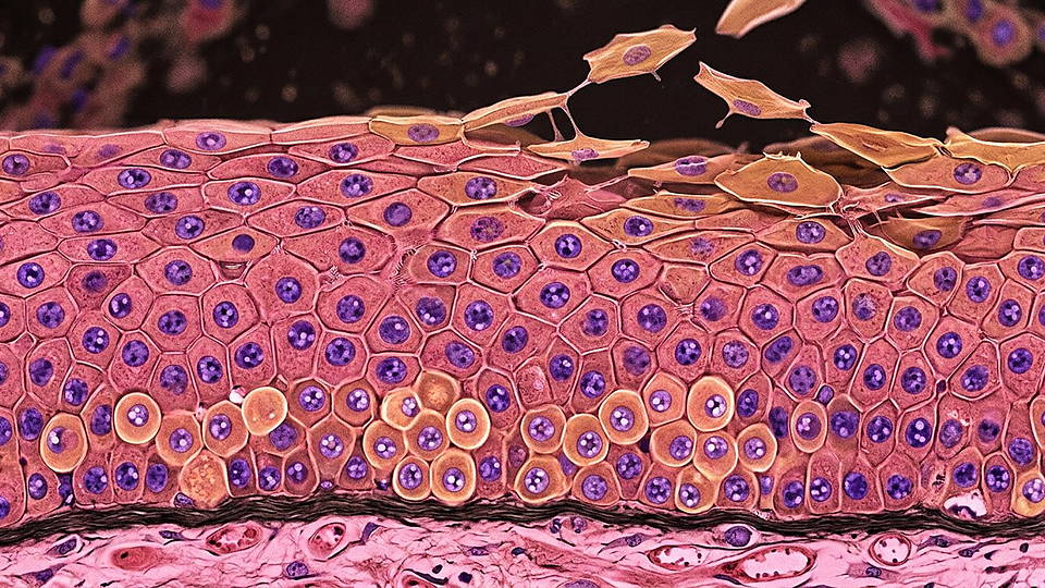 Illustration photoréaliste en lien avec la fiche « Environ 330 milliards de cellules sont renouvelées chaque jour dans le corps humain. » : Épithélium en renouvellement : les cellules montent et se détachent.