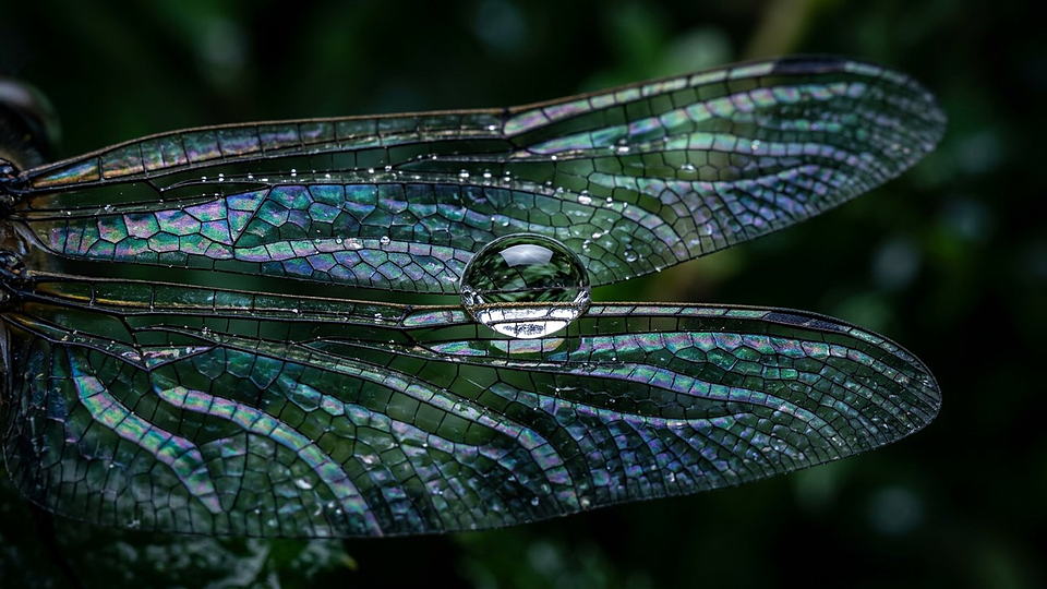 Illustration photoréaliste en lien avec la fiche « La couleur structurelle » : Baies bleu métallique iridescentes sur leur rameau.