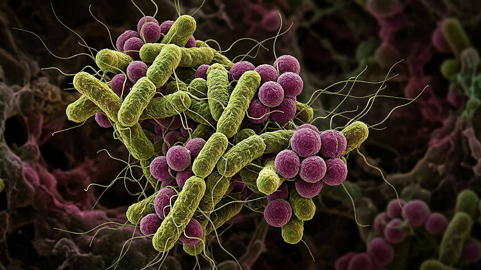 Illustration photoréaliste en lien avec la fiche « Une cellule synthétique minimale viable, JCVI-syn3.0, possède 473 gènes. » : Micro-organismes unicellulaires et bactéries en fluorescence.