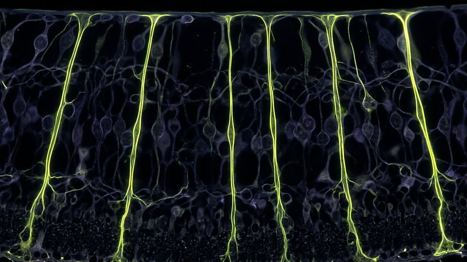 Illustration photoréaliste en lien avec la fiche « Les cellules de Müller » : Cellules de Müller guidant la lumière dans la rétine.