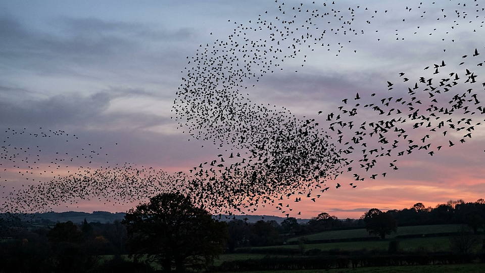 Illustration photoréaliste en lien avec la fiche « Chaque étourneau interagit en moyenne avec six à sept voisins, non avec tous les oiseaux proches. » : Nuée d'étourneaux au crépuscule.