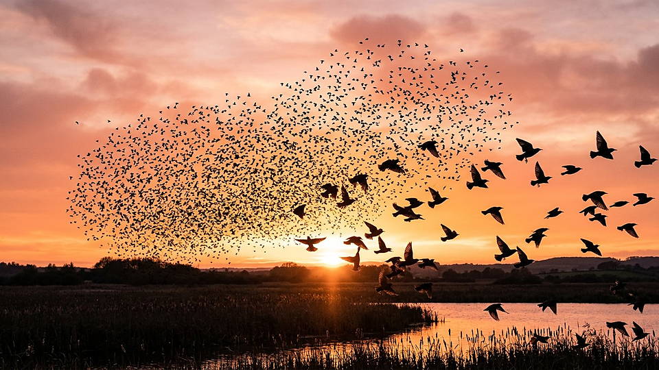Illustration photoréaliste en lien avec la fiche « Des vols d'étourneaux comptant jusqu'à 2 600 oiseaux ont été reconstruits en trois dimensions. » : Nuée d'étourneaux enroulée en contre-jour sur un ciel de safran.