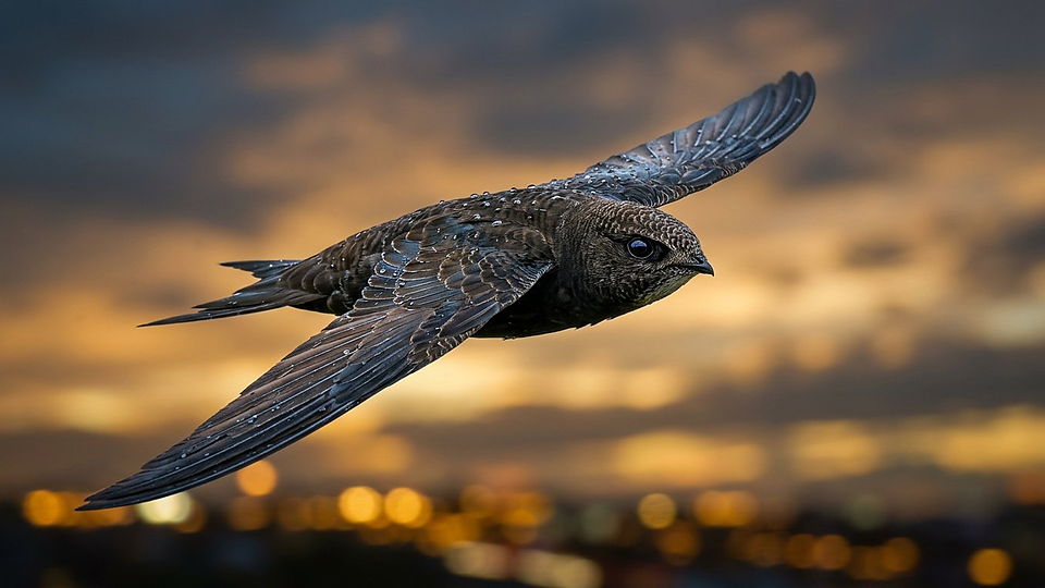 Illustration photoréaliste en lien avec la fiche « La boussole des oiseaux » : Nuée d'étourneaux en ruban sculpté au-dessus d'un bocage au crépuscule.