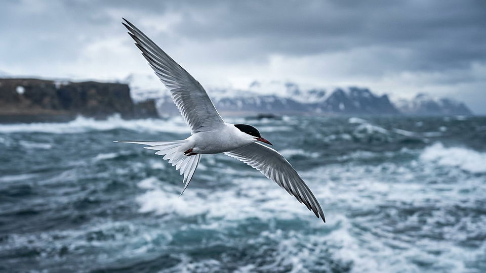 Illustration photoréaliste en lien avec la fiche « La sterne arctique » : Sterne arctique en vol au-dessus de l'océan.