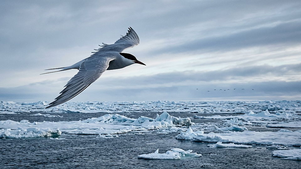 Illustration photoréaliste en lien avec la fiche « La sterne arctique parcourt en moyenne 70 900 km par an lors de sa migration. » : Sterne arctique en vol au-dessus de la banquise.